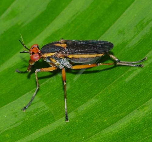 Réf. 354 279 : Thecomyia longicornis